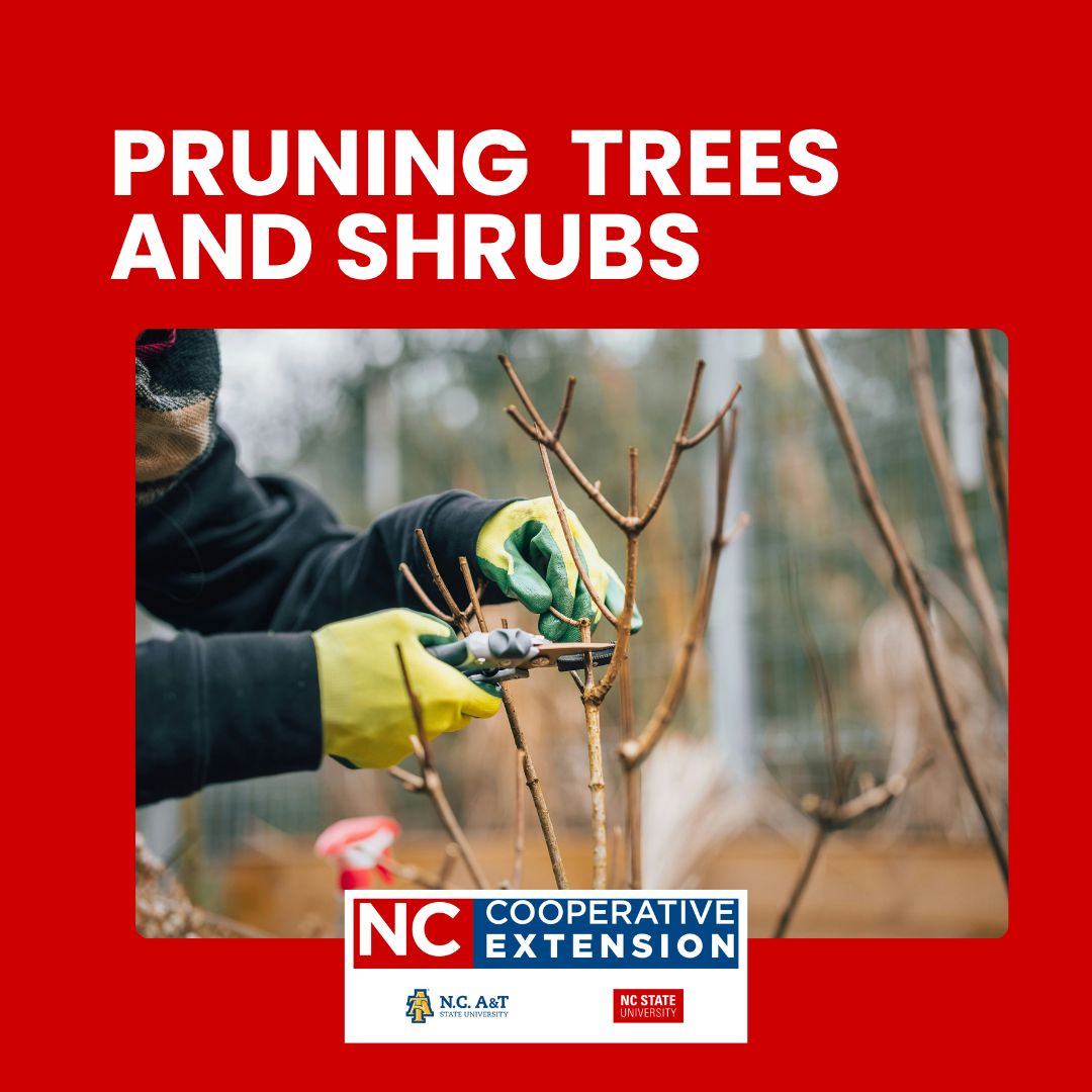 Pruning Basics for Successful Landscape Trees in Coastal Carolina