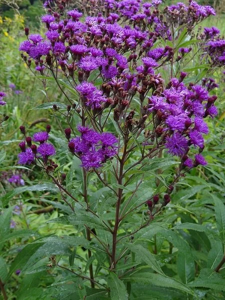 Tall branching stems topped with clusters of bright purple, tufted flowers, growing among green foliage in a naturalized garden setting. Esther Westerveld.