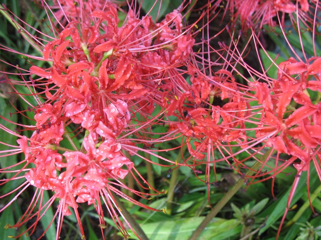 Close-up of bright red spider lily blooms with long, delicate stamens covered in water droplets.