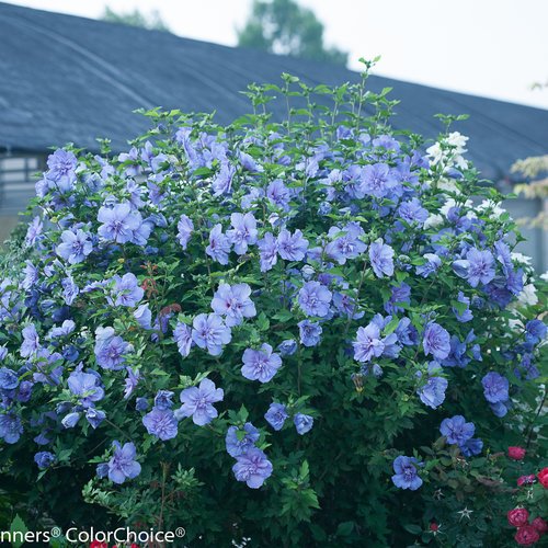 Large shrub covered in soft blue-purple hibiscus blooms with layered petals, growing densely in a garden setting near a building.
