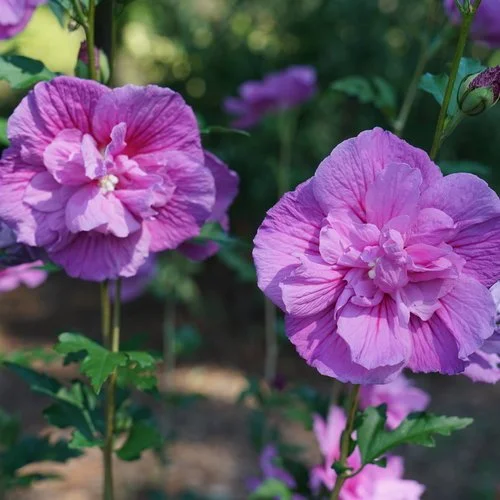 Close-up of two large pink double hibiscus blooms with layered, ruffled petals, set on upright stems with green foliage in a softly blurred garden background.