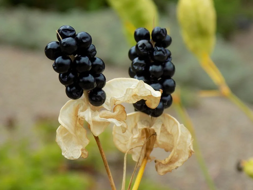 Clusters of shiny black seed pods resembling blackberries on a blackberry lily (Iris domestica), emerging from dried tan seed capsules with green foliage in the background.