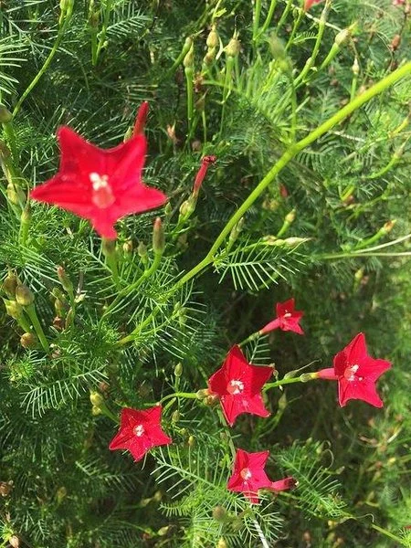 Bright red, star-shaped cypress vine (Ipomoea quamoclit) flowers scattered among fine, feathery green foliage, with several buds and slender twining stems visible.