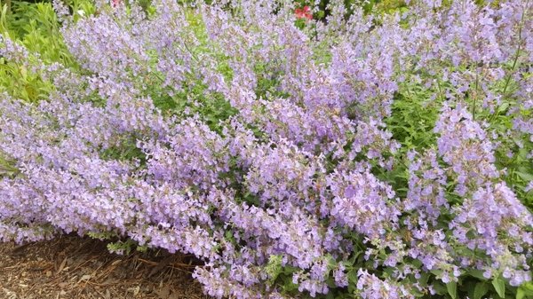 Mass planting of catmint (Nepeta) in full bloom, forming a low, spreading mound covered with abundant soft lavender-blue flowers above green foliage in a garden bed.