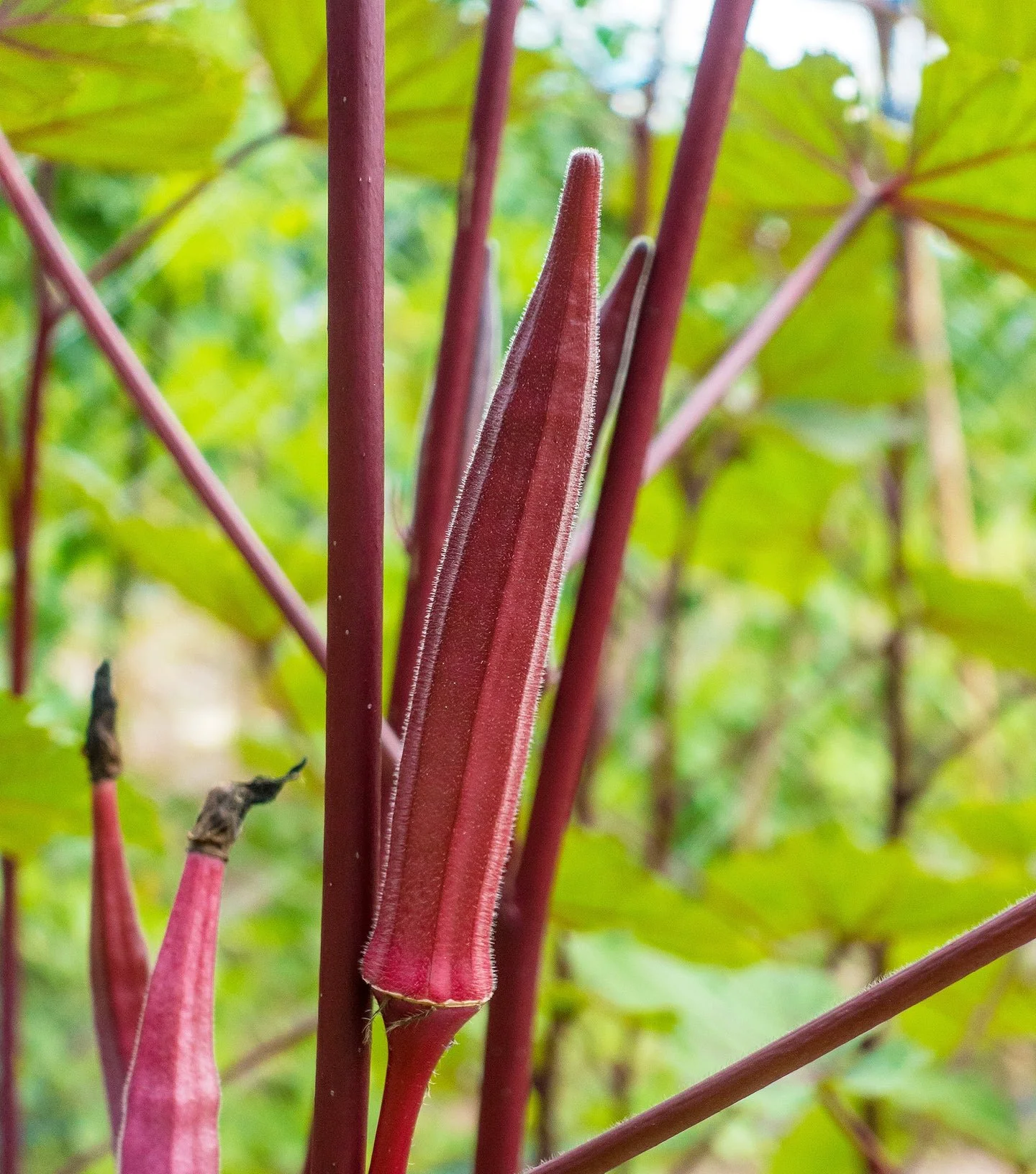 Close-up of a deep red okra pod growing upright on a red-stemmed plant, with green leaves and a softly blurred garden background.