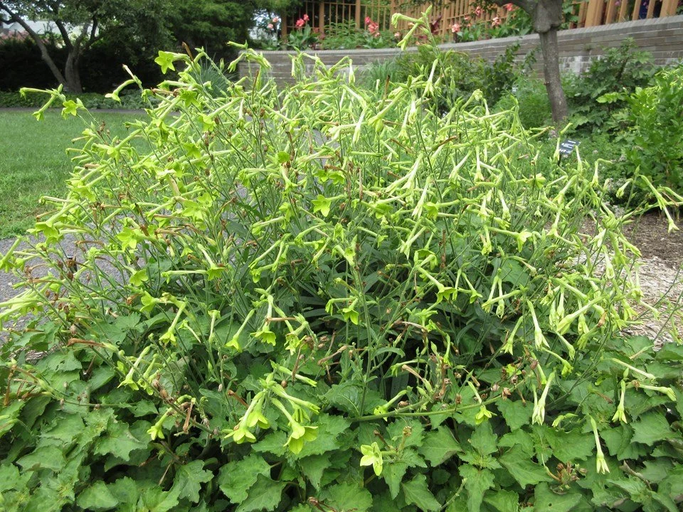 Dense mound of flowering tobacco plant with numerous long, pale green tubular flowers drooping outward over broad green leaves, growing in a landscaped garden bed.