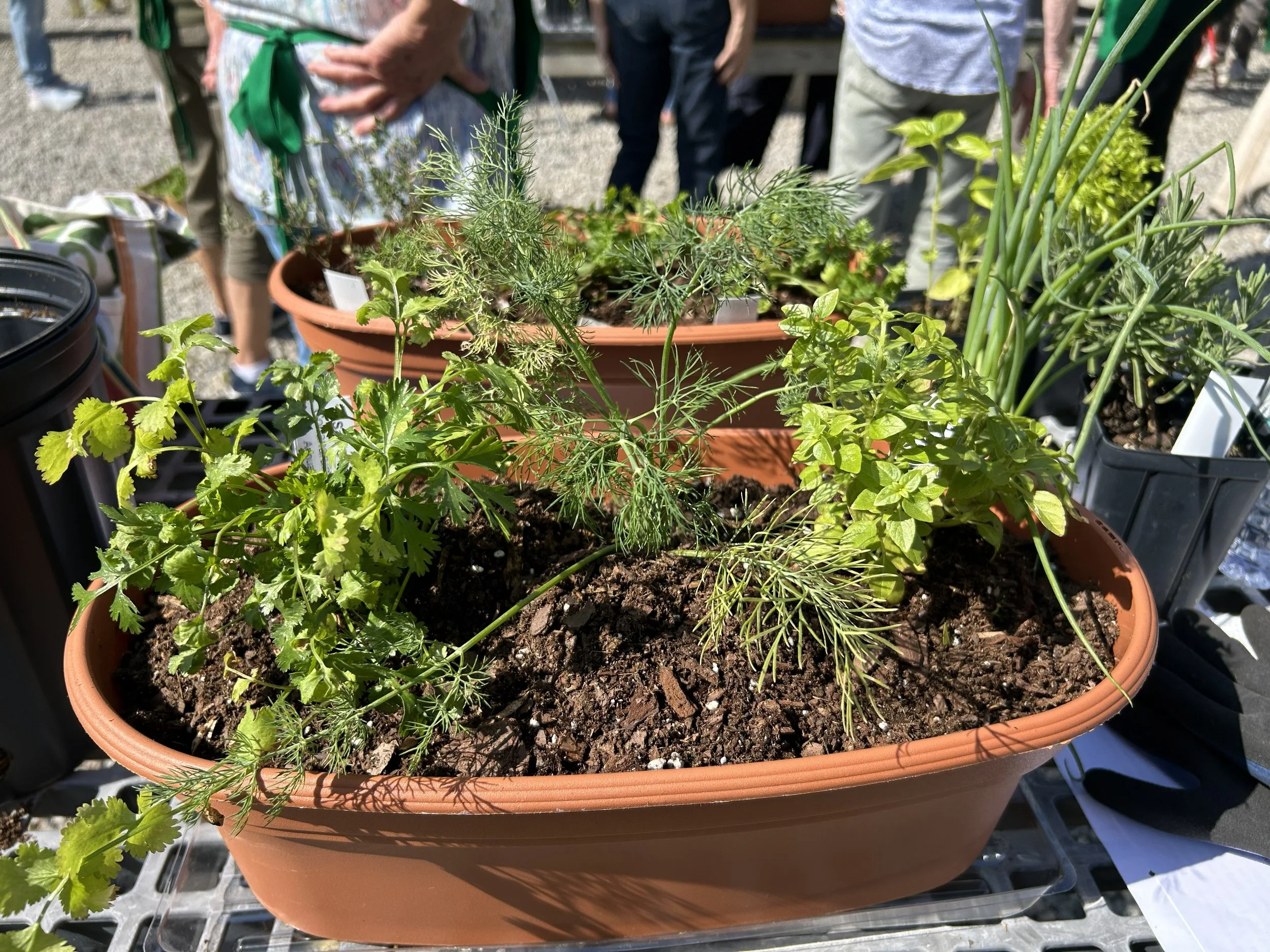 Freshly planted herb container with a mix of young herbs growing in potting soil, set on a table during an outdoor workshop with participants in the background.