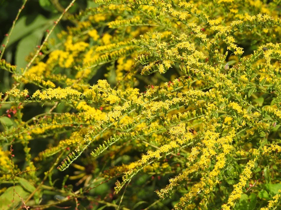 Arching sprays of tiny yellow flowers blooming densely along green stems, with bees visible among the blossoms and leafy foliage in the background. Missouri Botanical Gardens.