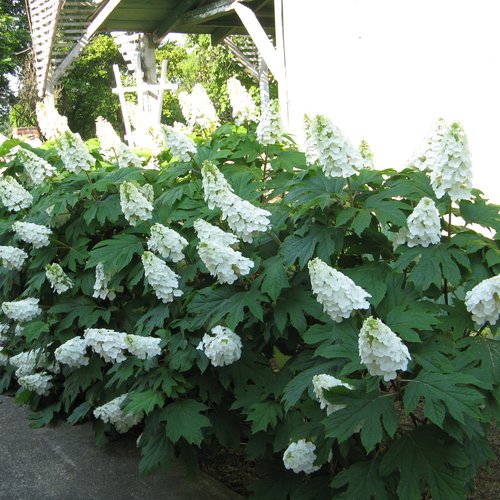 Row of oakleaf hydrangea shrubs with large, cone-shaped white flower clusters and deeply lobed green leaves, growing along a walkway beside a building.