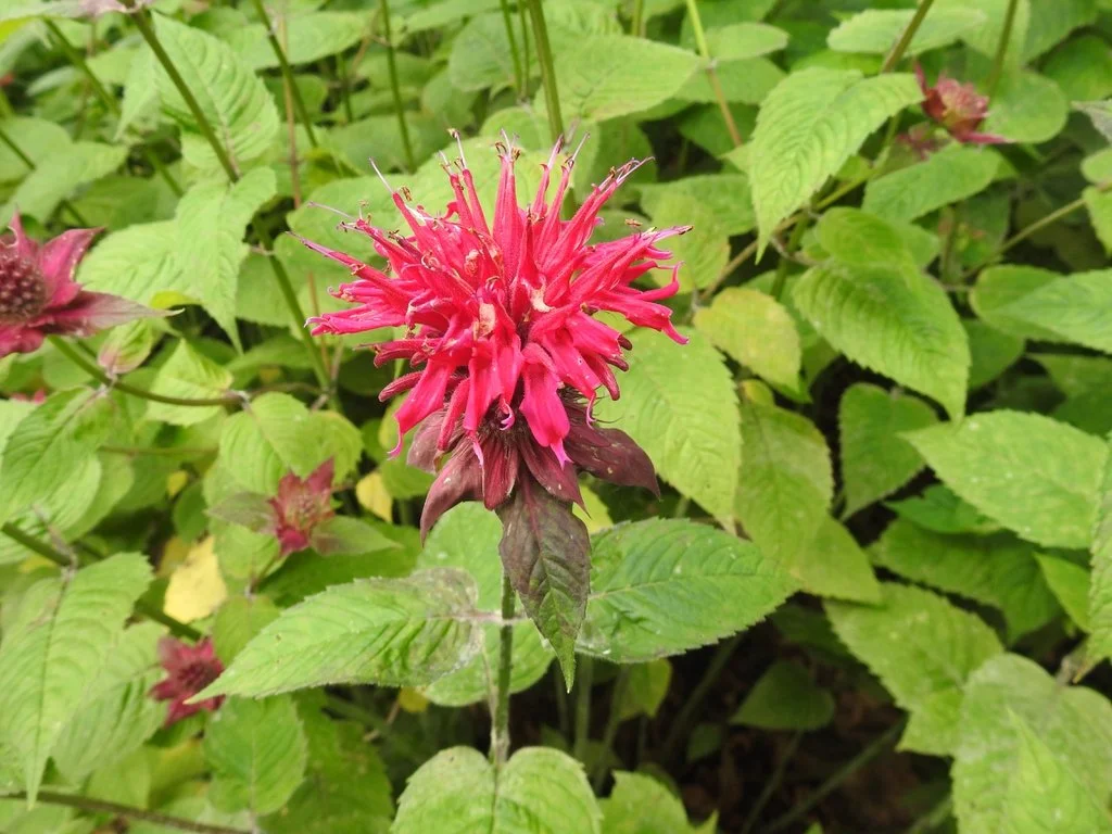 Beebalm 'Raspberry Wine' ~ Monarda ‘Raspberry Wine’