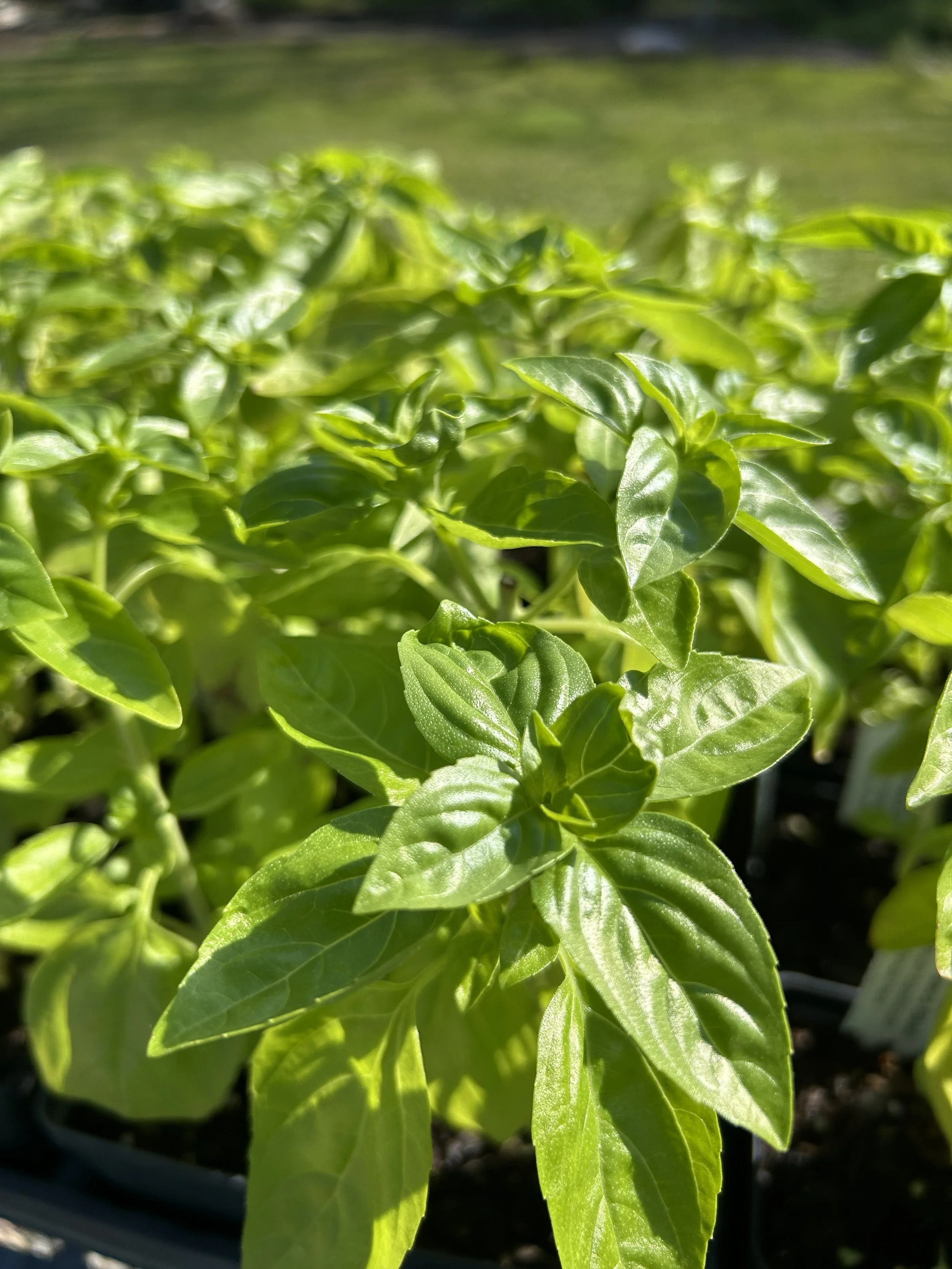 Close-up of healthy basil plants with bright green leaves growing in pots, illuminated by sunlight.