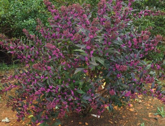 Beautyberry (Callicarpa) shrub covered in clusters of bright purple berries along arching stems, with green foliage forming a full, bushy plant.