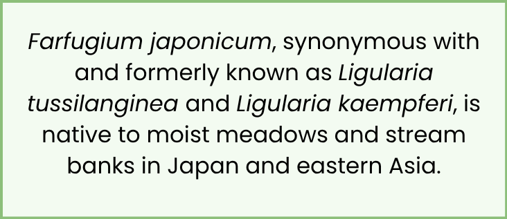 light green callout box that says Farfugium japonicum, synonymous with and formerly known as Ligularia tussilanginea and Ligularia kaempferi, is native to moist meadows and stream banks in Japan and eastern Asia.