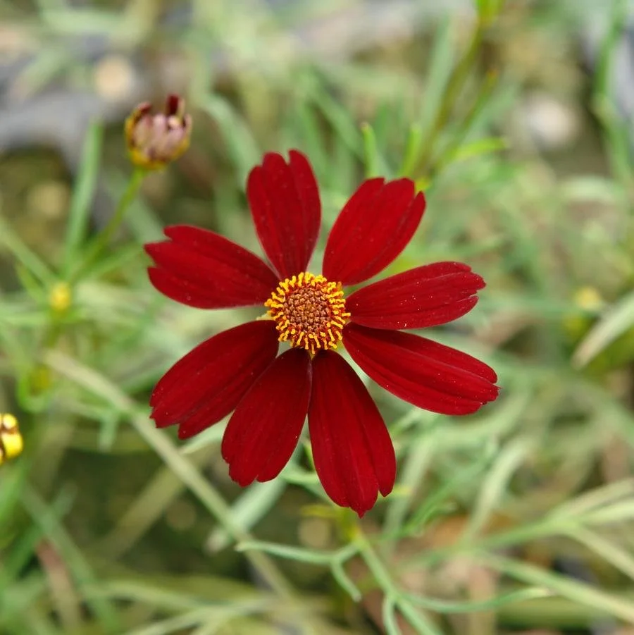 Single deep red tickseed (Coreopsis cultivar) flower with a small golden-yellow center, set against soft green foliage and blurred garden background. Photo Credit - North Creek Nurseries