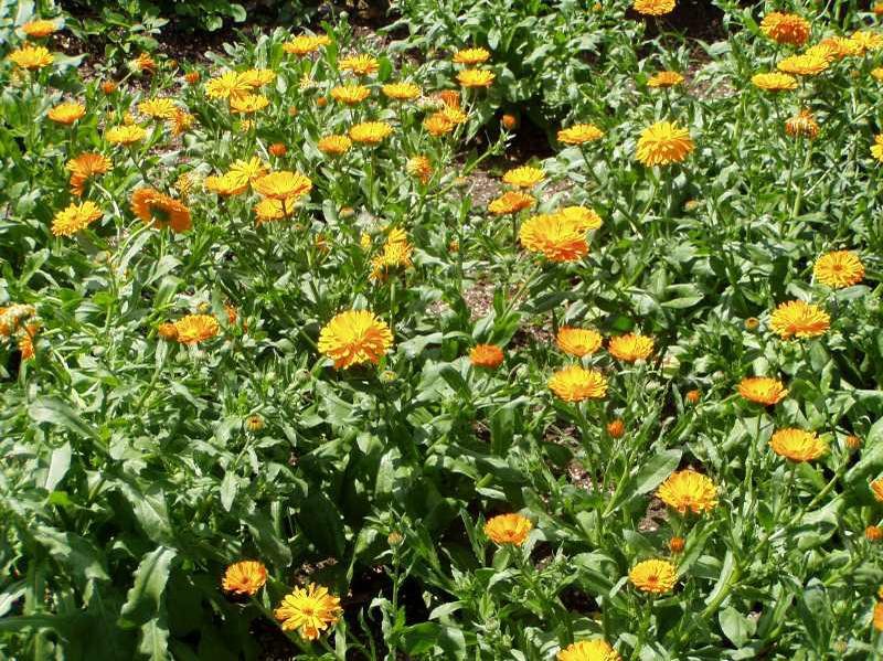 Garden bed filled with blooming calendula (Calendula officinalis) plants, showing numerous bright orange and yellow daisy-like flowers rising above dense green foliage.