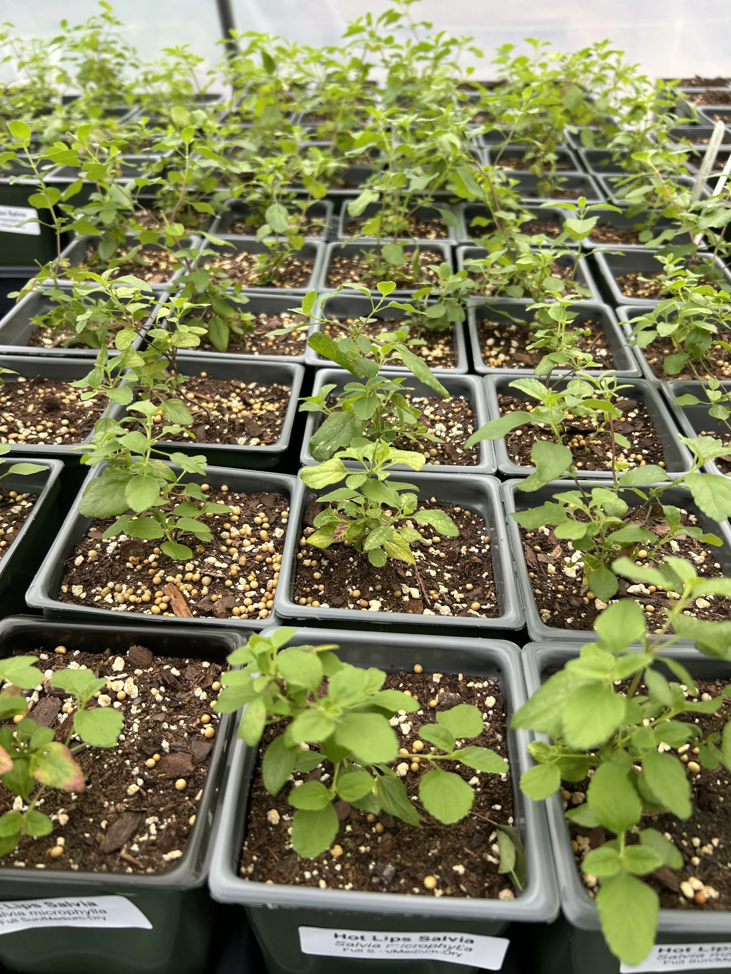 Rows of Hot Lips salvia seedlings in nursery pots inside the greenhouse, being grown for our Spring Online Plant Sale.
