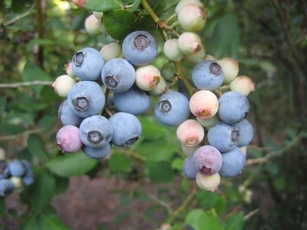 Close-up of a blueberry cluster with ripe blue berries and unripe pink ones hanging from a leafy branch.