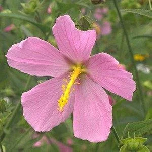 Close-up of a pink, five-petaled flower with delicate veins and a bright yellow central stamen, surrounded by green foliage.