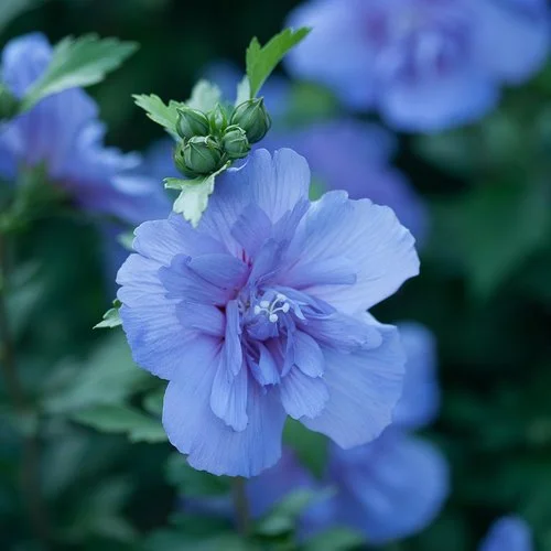 Close-up of a soft blue double hibiscus flower with layered petals and a central cluster of stamens, accompanied by unopened buds and green foliage in the background.