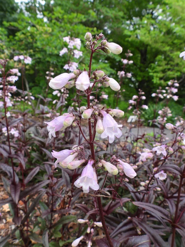 Cluster of pale pink, tubular flowers blooming along upright burgundy stems, with deep purple foliage at the base and a softly blurred green garden background. Missouri Botanical Garden