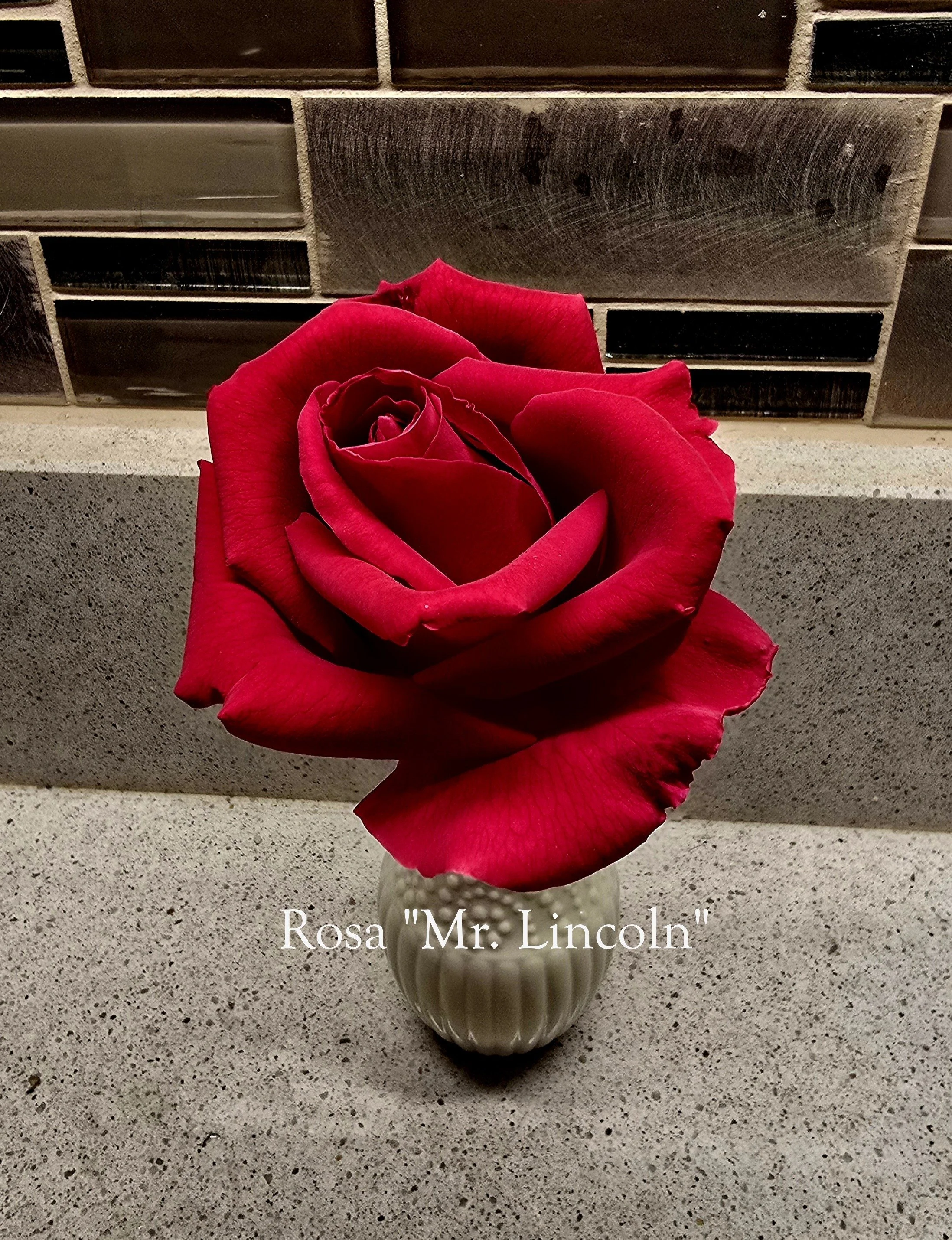 Close-up of a deep red hybrid tea rose labeled “Rosa ‘Mr. Lincoln’,” displayed in a small white vase on a speckled countertop, with a tiled backsplash in the background.