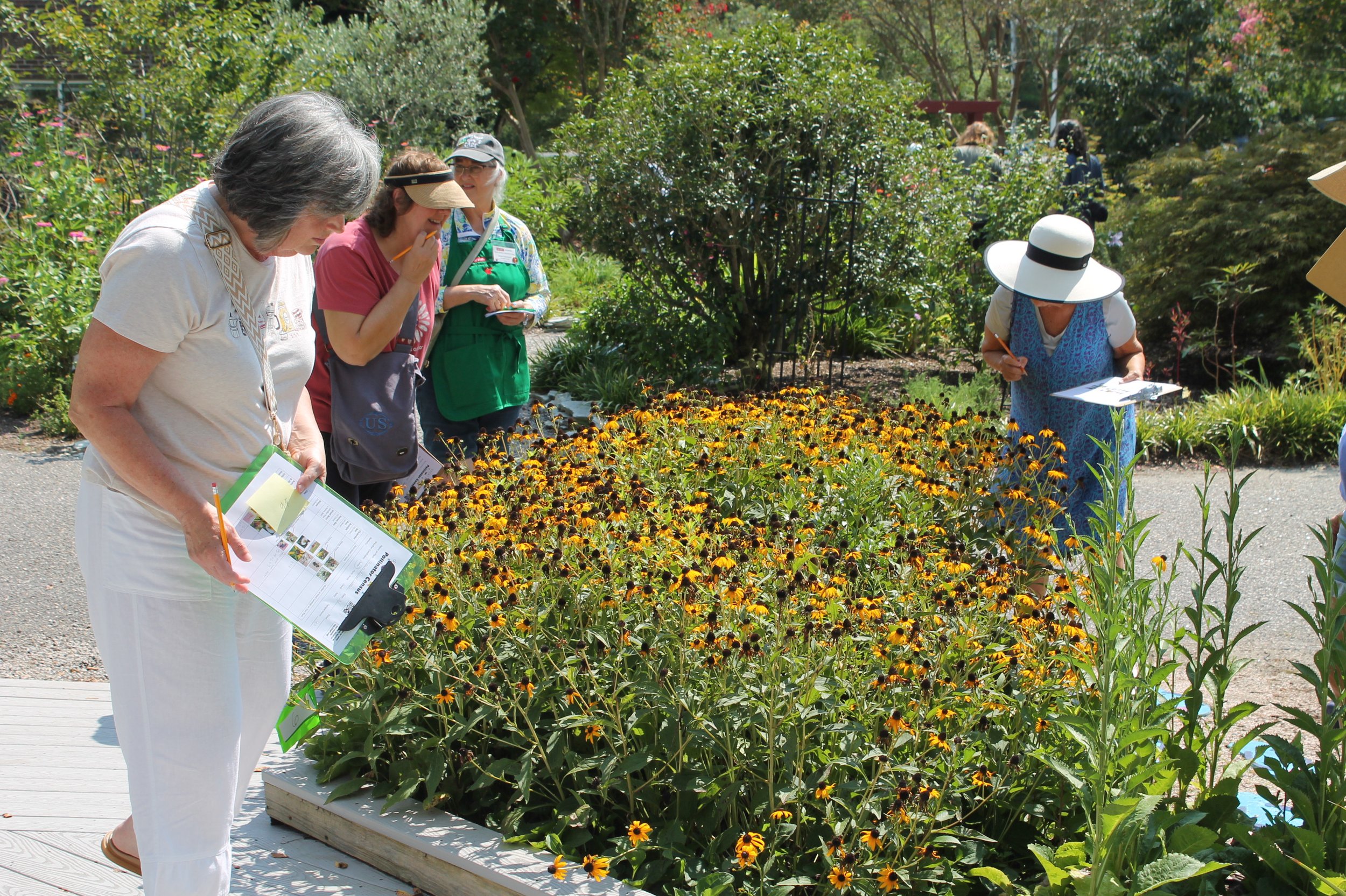 Participants observe and record pollinators visiting a large patch of black-eyed Susans during the Pollinator Census.