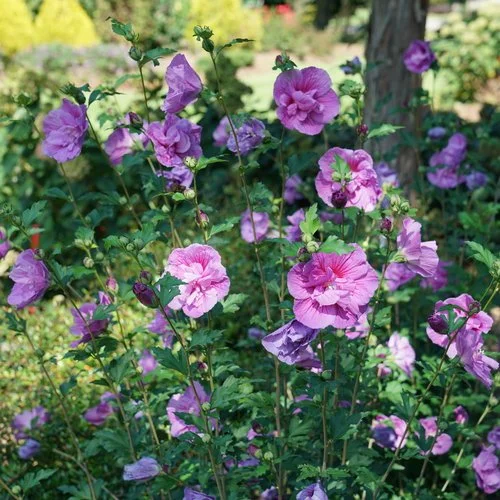 Cluster of tall hibiscus plants with numerous pink to lavender double blooms on slender stems, set among green foliage in a garden setting.