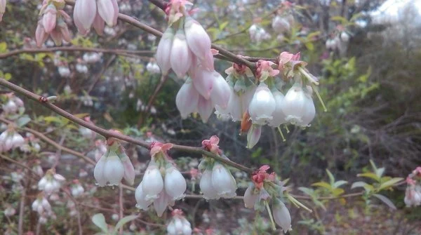 Close-up of blueberry blossoms with small, bell-shaped white flowers tinged with pink, hanging in clusters along slender branches.