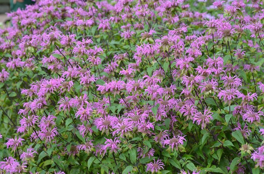 Large drift of pink bee balm (Monarda) in bloom, with numerous shaggy, tubular flowers covering dense green foliage in a garden bed. Mt Cuba Center.