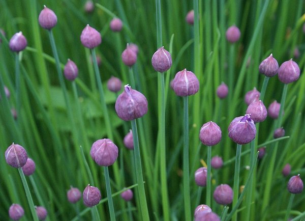 Chive plants (Allium schoenoprasum) with numerous round purple flower buds on tall, slender green stems, set against dense green foliage.