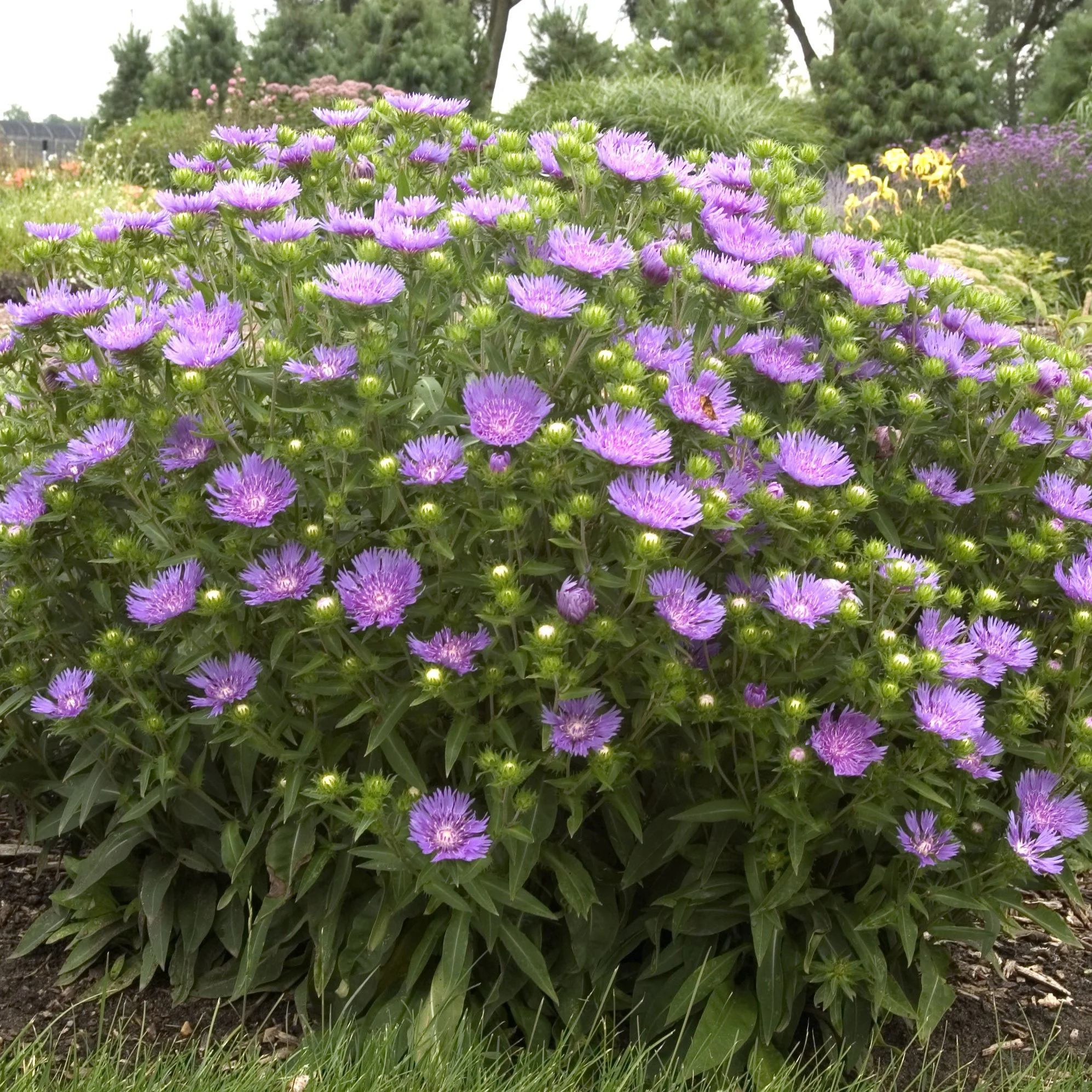 Large rounded clump of purple, daisy-like flowers with numerous green buds, growing in a landscaped garden with ornamental grasses and shrubs in the background. Walters Gardens.
