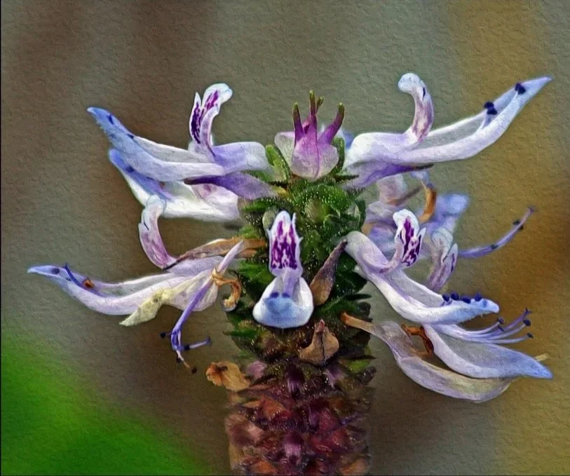 Close-up of a pale lavender flower cluster with elongated, curved petals and purple markings emerging from a textured green stem against a softly blurred background.