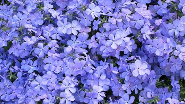 Dense mass of small, five-petaled blue-purple flowers forming a carpet-like display, with green foliage barely visible beneath the blooms. K M.