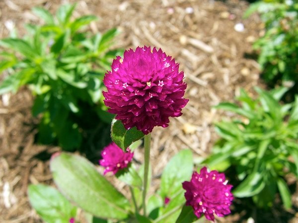 Globe Flower ~ Gomphrena globosa