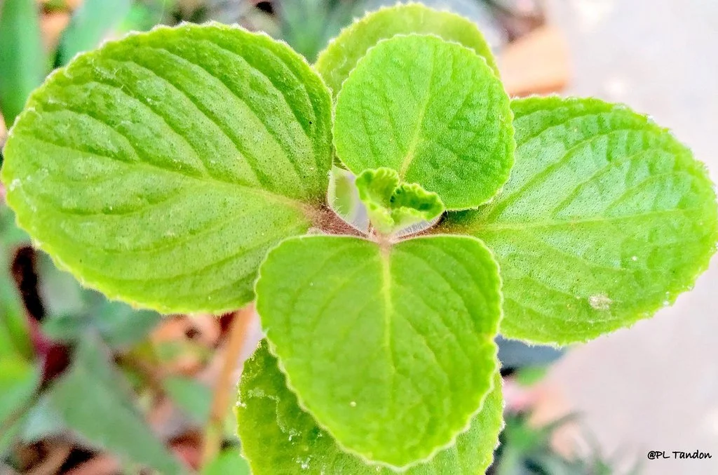 Close-up of fuzzy, bright green leaves with scalloped edges and prominent veins