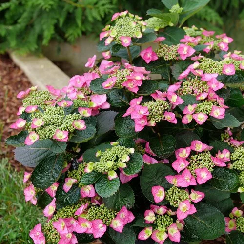 Compact hydrangea shrub with clusters of small central buds surrounded by bright pink, star-like bracts, set against dark green foliage in a garden bed.
