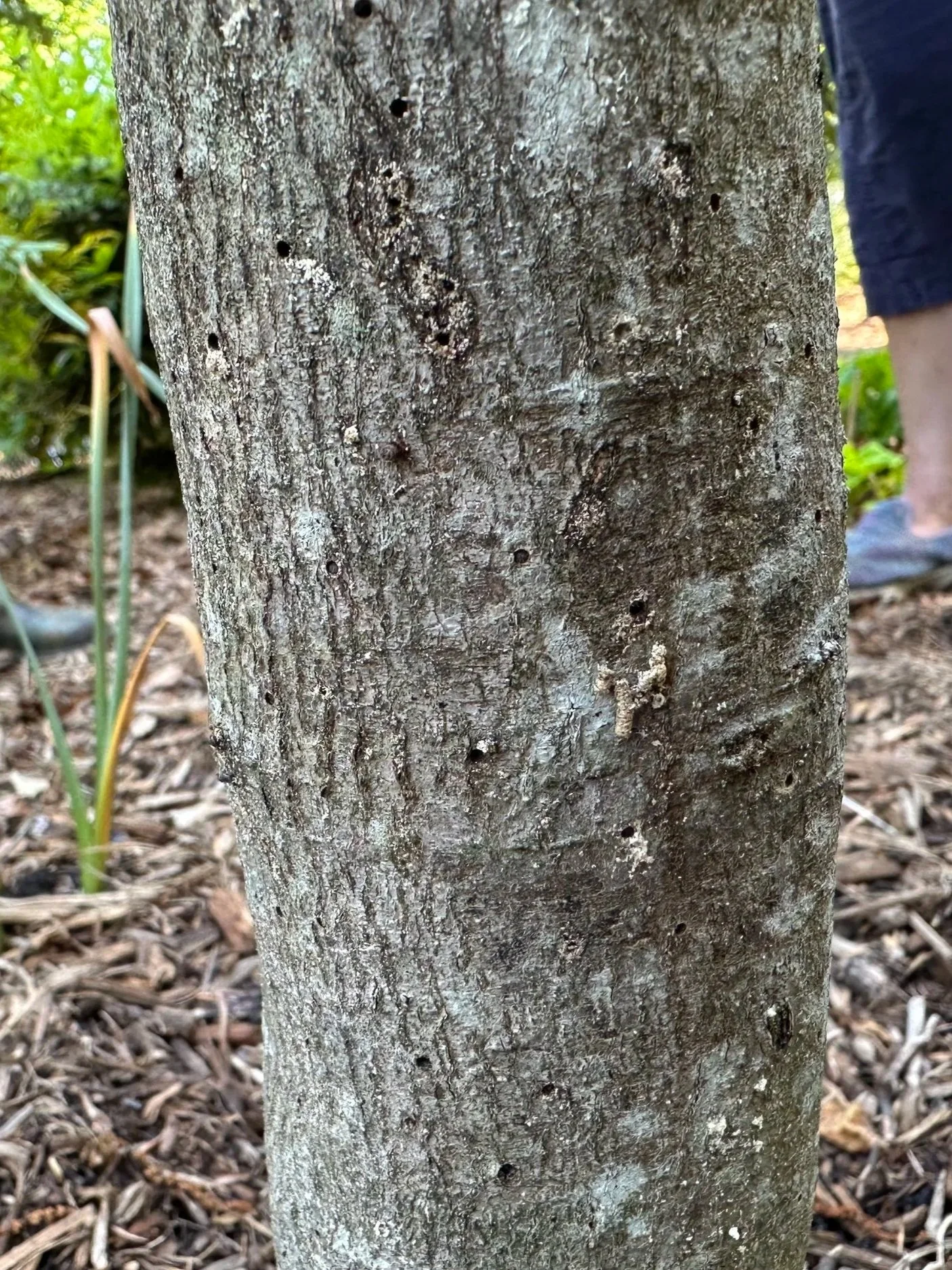Close-up of a tree trunk showing numerous small bore holes and signs of granulate ambrosia beetle damage, with gardeners standing nearby observing the affected area in a mulched landscape bed.