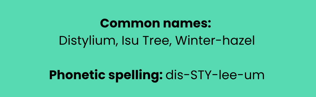 Distylium (Distylium) — Come Grow With Us!