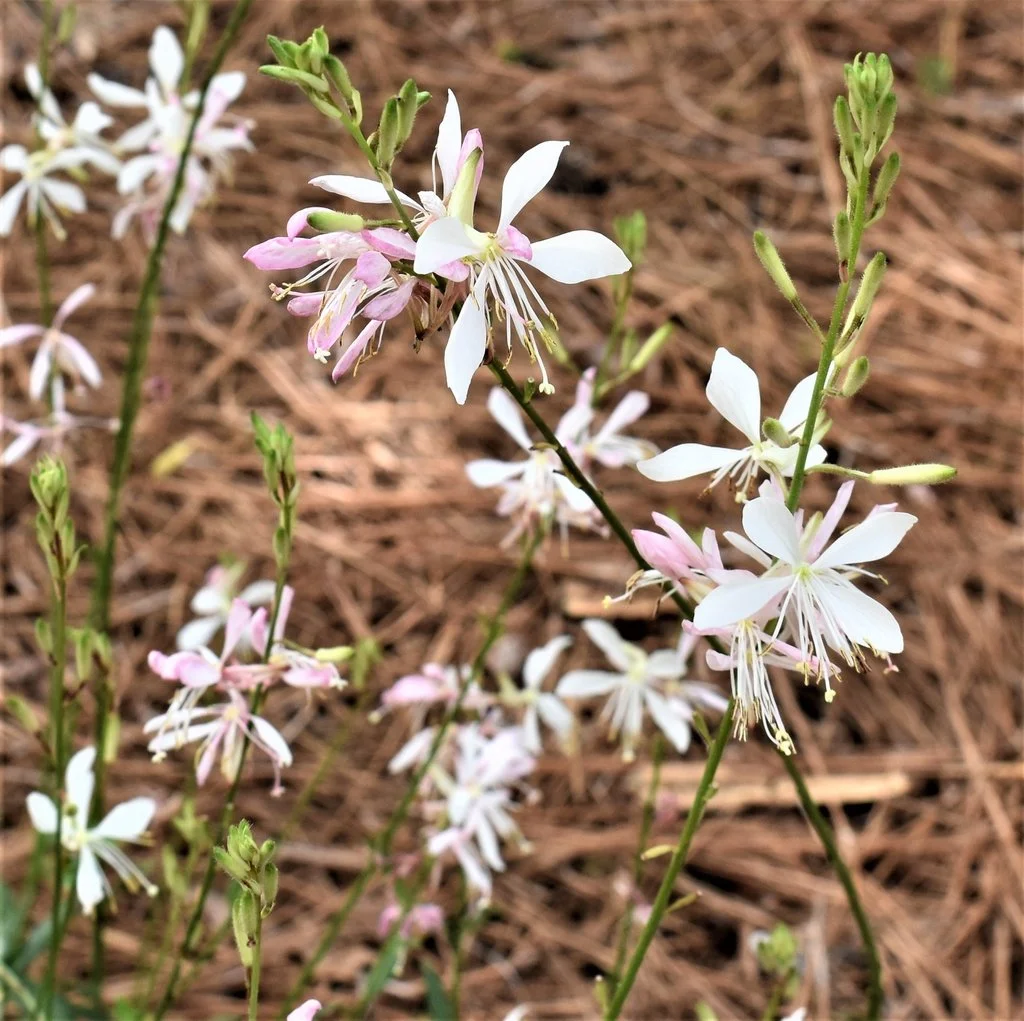 Close-up of delicate white and pale pink gaura flowers (Oenothera lindheimeri) with long stamens on slender stems, blooming above a pine straw–mulched garden bed.