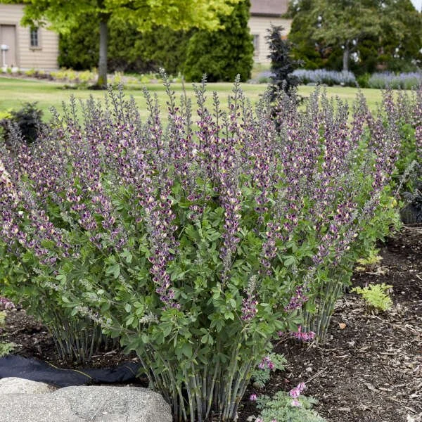 Mature false indigo (Baptisia species) growing in a landscaped garden bed, with numerous upright stems of purple flowers and dense green foliage. Photo Credit - Walters Gardens