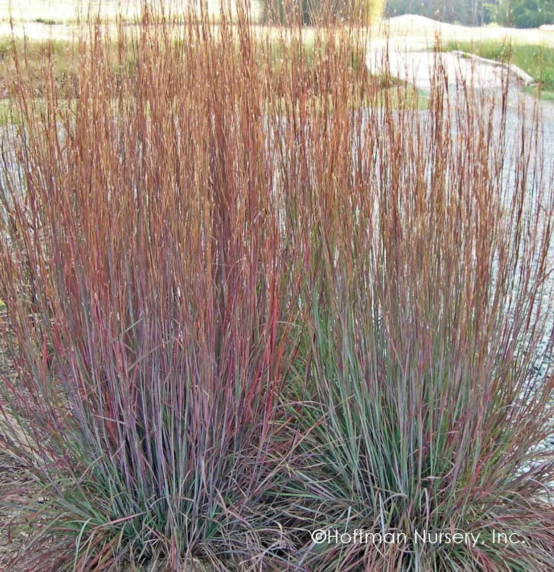 Clump of little bluestem ‘Blue Heaven’ ornamental grass showing upright stems turning shades of red, bronze, and green, growing along a gravel path.