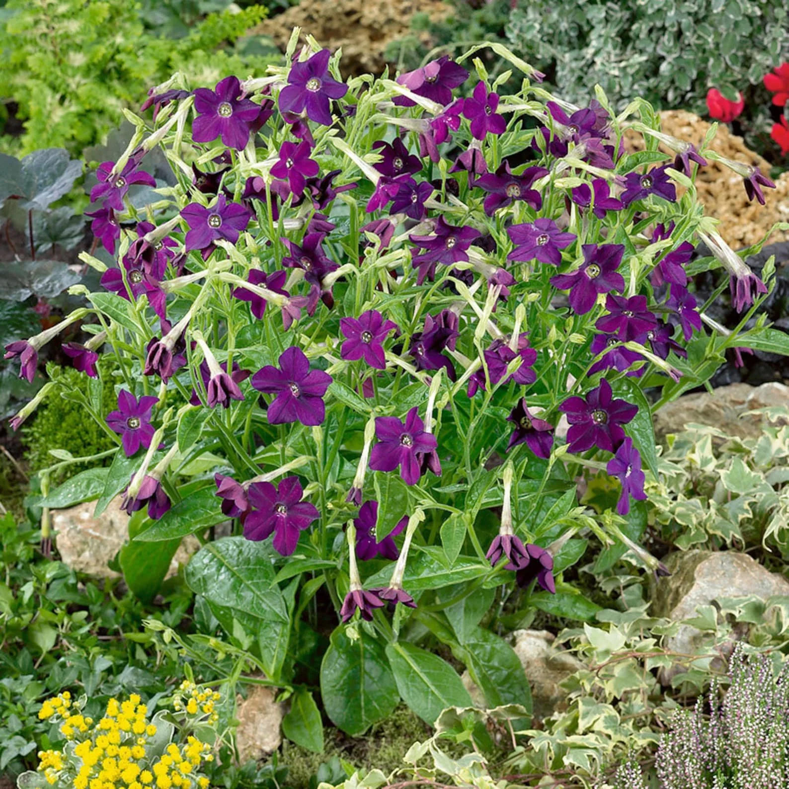 Sweet Jasmine Tobacco - Deep Purple ~ Nicotiana alata 'Perfume Deep Purple'