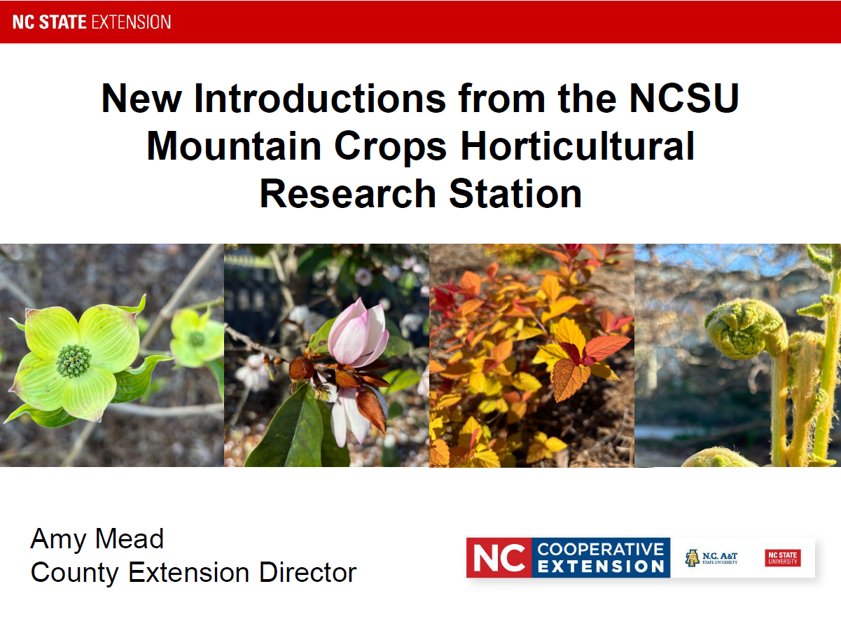 Presentation title slide for “New Introductions from the NCSU Mountain Crops Horticultural Research Station,” presented by Amy Mead, County Extension Director, featuring photos of flowering and ornamental plants.