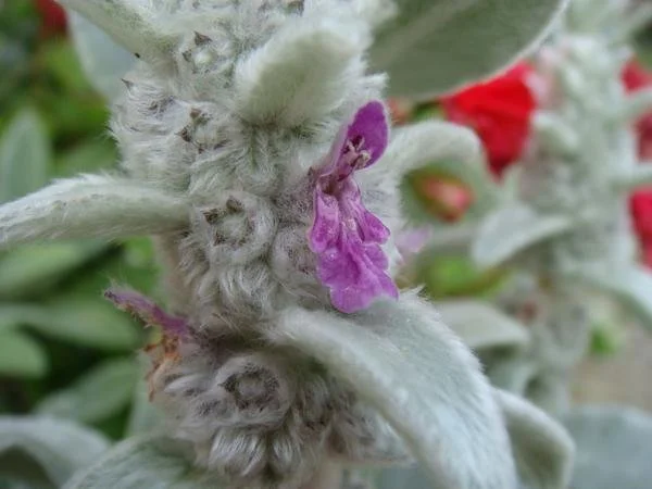 Close-up of lamb’s ear (Stachys byzantina) showing soft, silvery fuzzy leaves and small purple two-lipped flowers emerging from woolly stems.