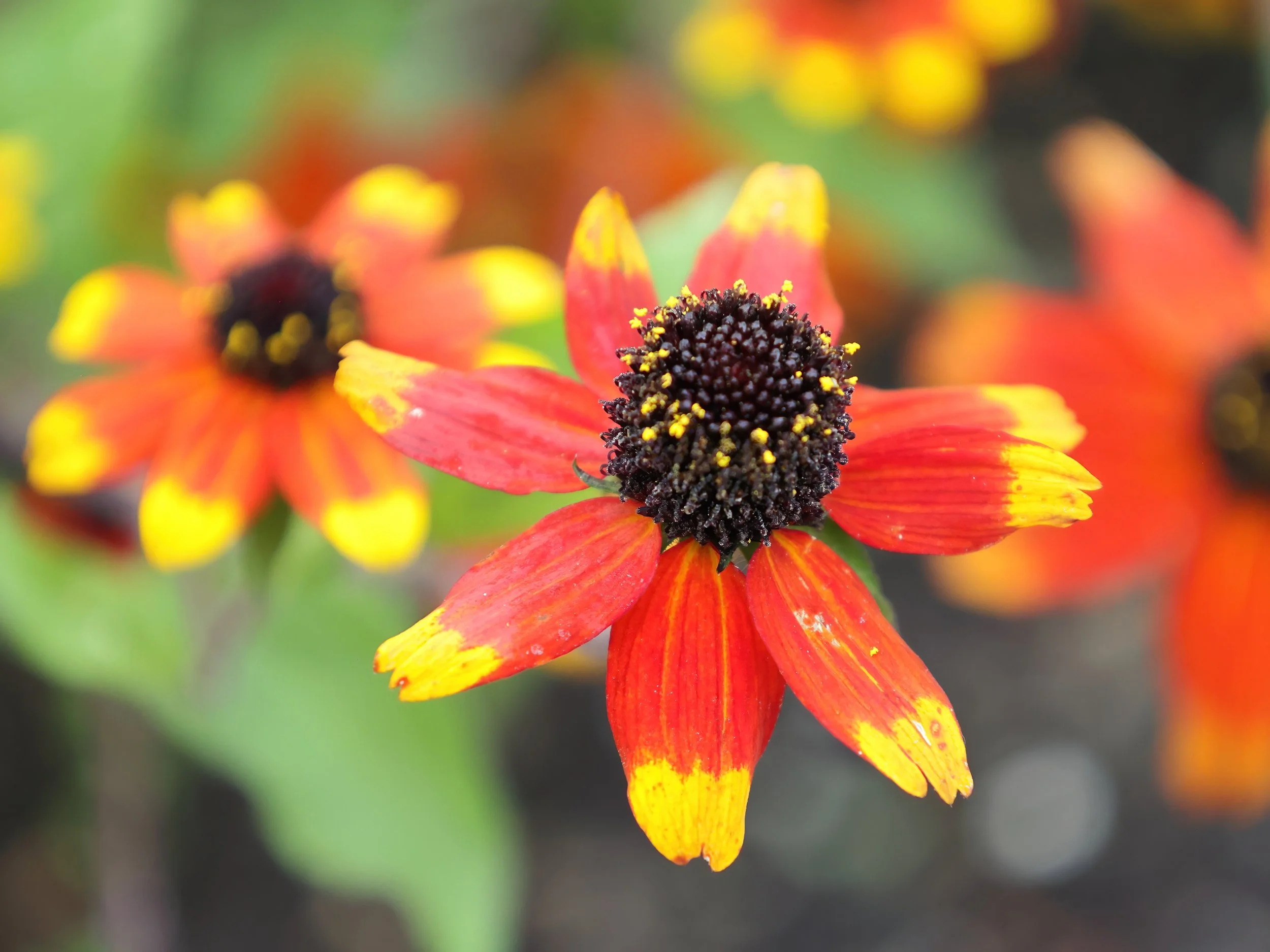 Rudbeckia 'Prairie Glow' ~ Rudbeckia triloba 'Prairie Glow'