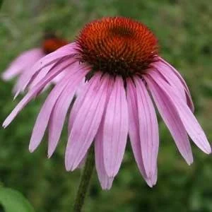 Single pink purple coneflower (Echinacea purpurea) with drooping petals and a raised orange-brown cone center against a soft green background. Photo Credit -  Debbie Roos