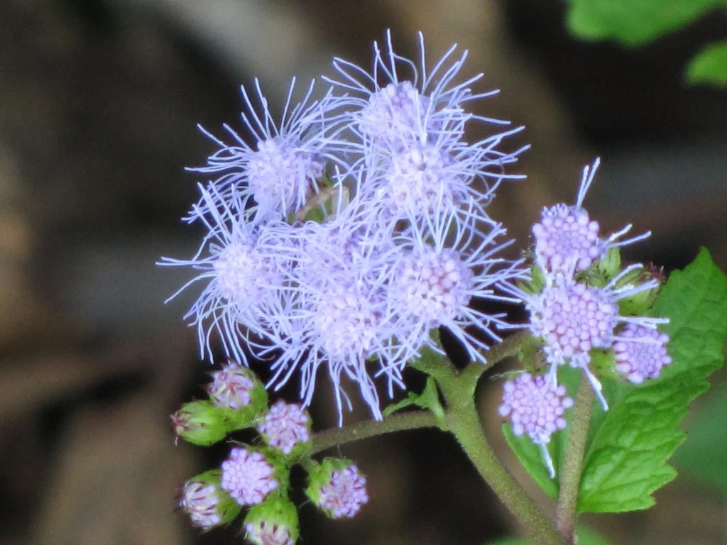 Blue Mistflower	~ Conoclinium coelestinum