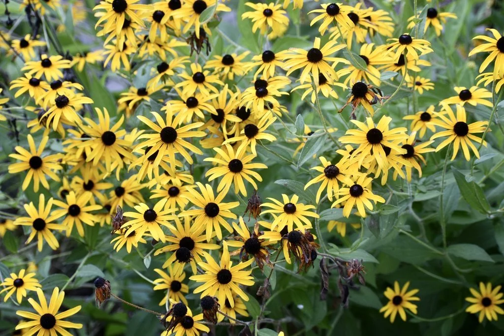 Large grouping of bright yellow daisy-like flowers with dark brown centers, blooming densely among green foliage. Cathy DeWitt.