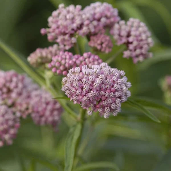 Cluster of pink swamp milkweed (Asclepias incarnata) flowers forming rounded heads of small blossoms, with narrow green leaves and a softly blurred background. Photo Credit - Walters Gardens, Inc.