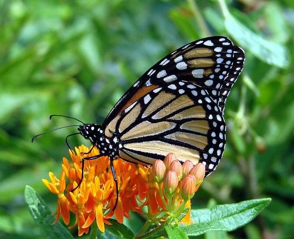 Monarch butterfly perched on bright orange butterfly weed (Asclepias tuberosa) flowers, with wings open showing black veins and white-spotted edges against green foliage. Photo Credit -  Martin LaBar